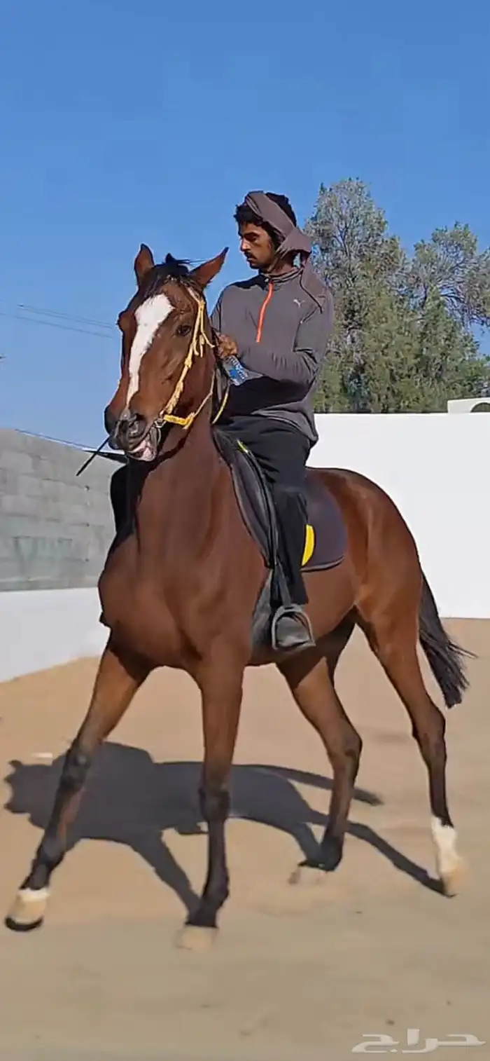 حصان انقليزي مخصي واهو واوراقه جاهزه العمر 5 سنين 1