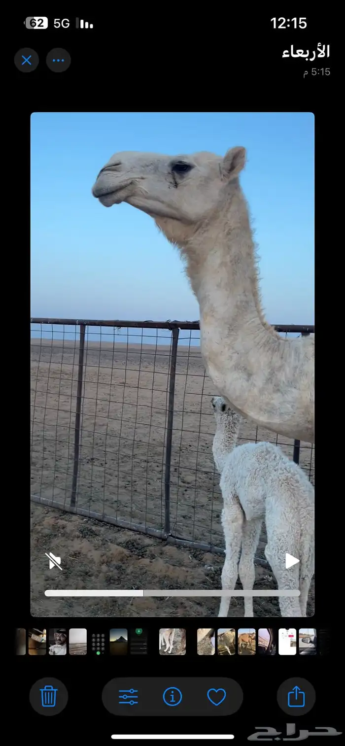 خلفه للبيع حضرة قعود 2