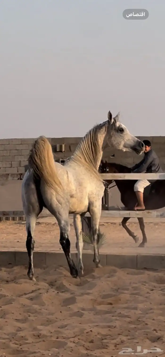 للبيع حصان واهو جمال 3