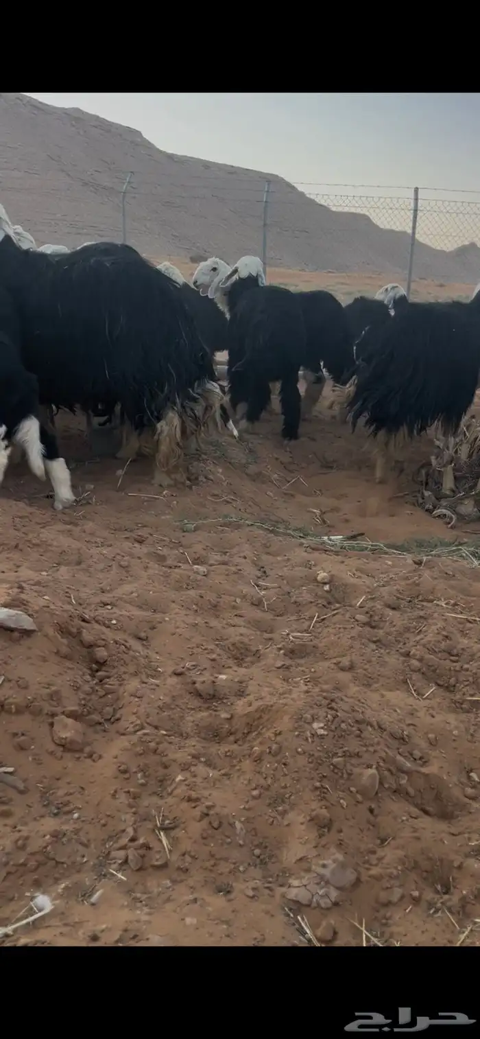 للبيع غنم نجد العدد 44 9