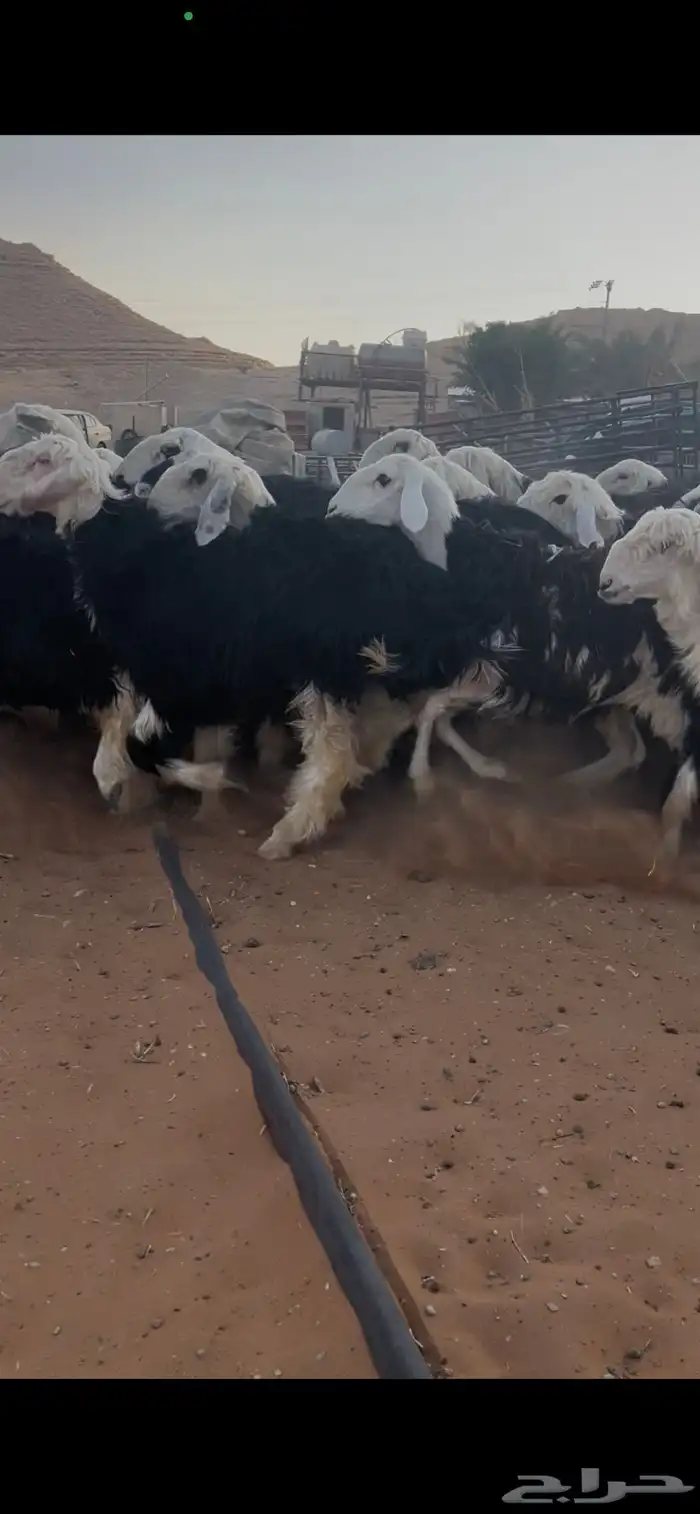 للبيع غنم نجد العدد 44 3