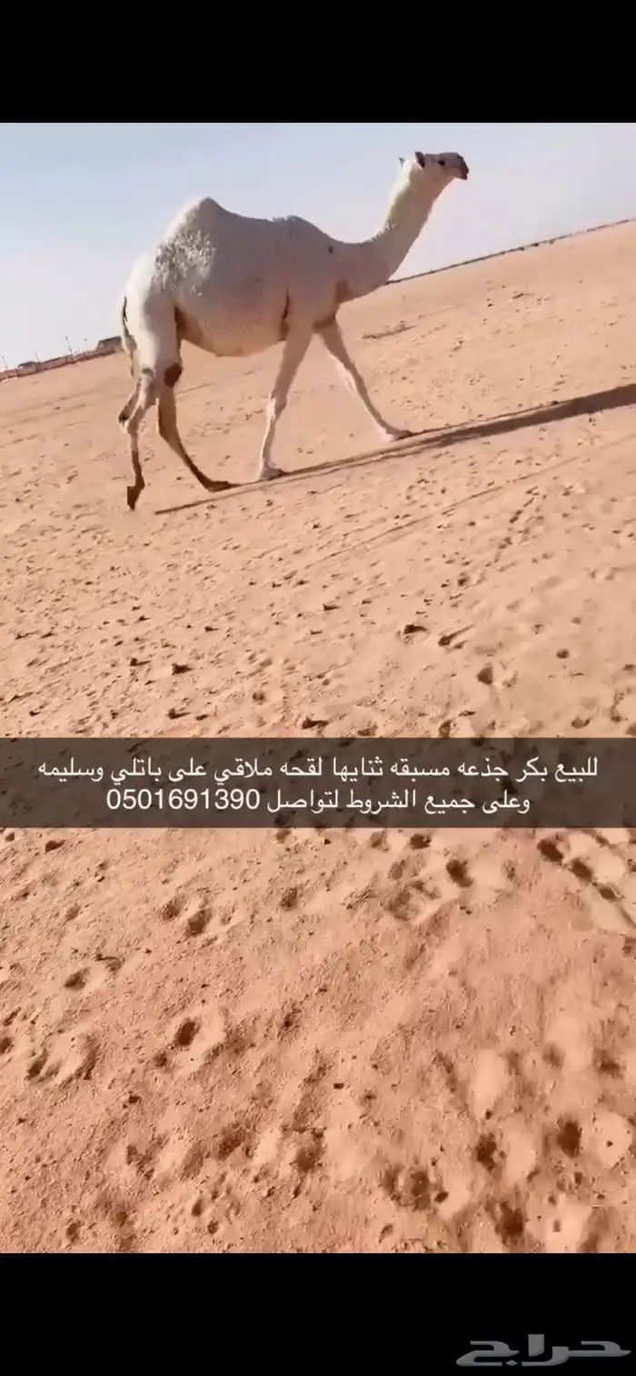 لقحه بكر ملاقي 0