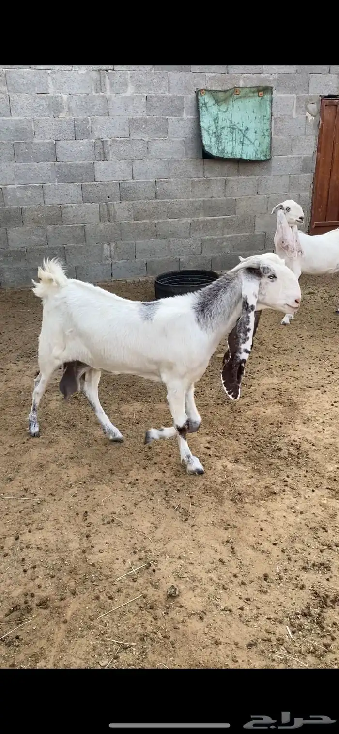 مشروكة جرم طيب حليب 0