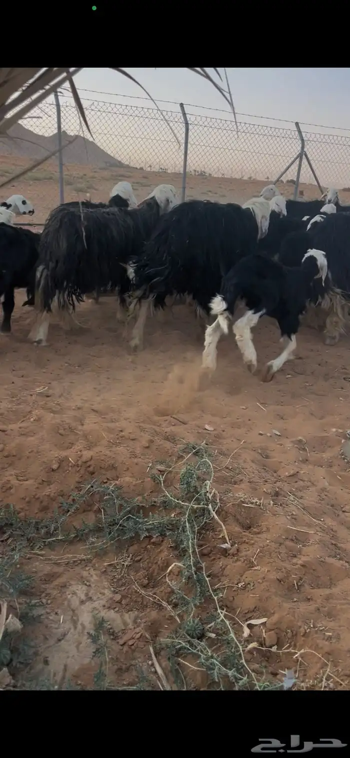للبيع غنم نجد العدد 44 4
