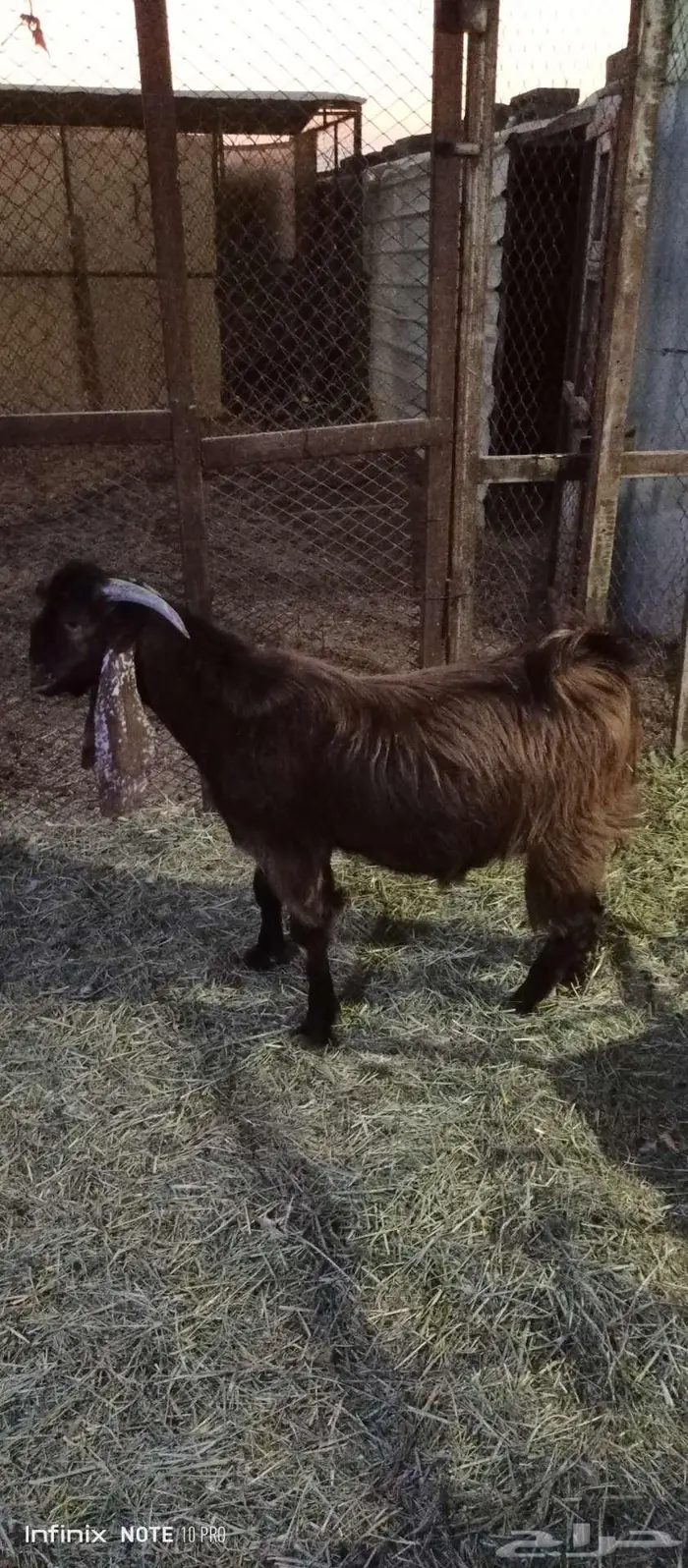 مشروع فحل عارضي 0