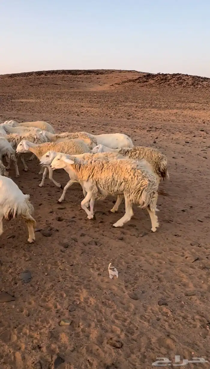 مراح غنم فاخره 1