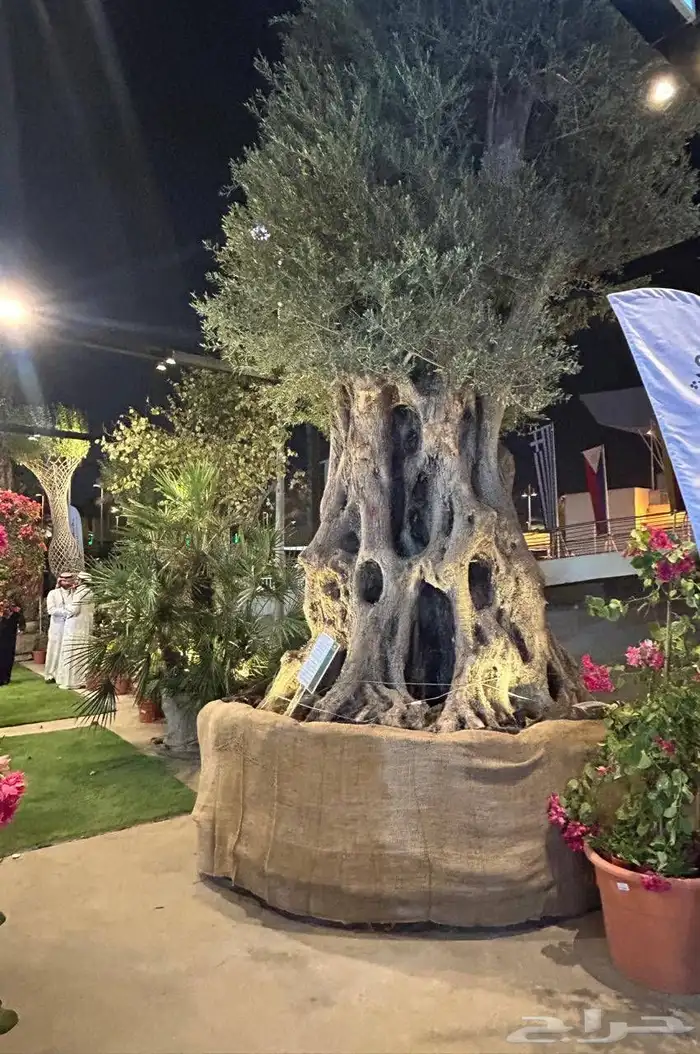 شجر زيتون معمر وفايكس ميكروكاربا بونساي 0