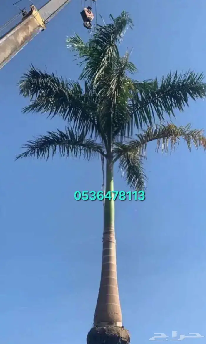 نخل ملوكي نخل نارجيل جوز الهند للبيع والتوصيل والتركيب 3