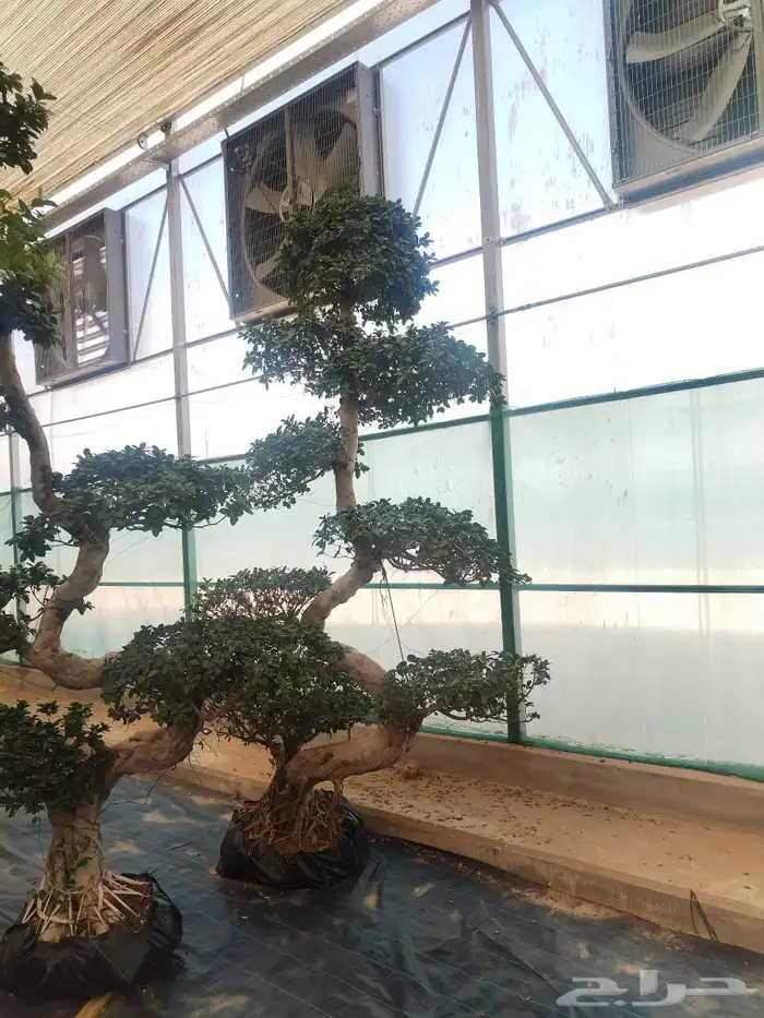 شجر زيتون معمر وفايكس ميكروكاربا بونساي 1