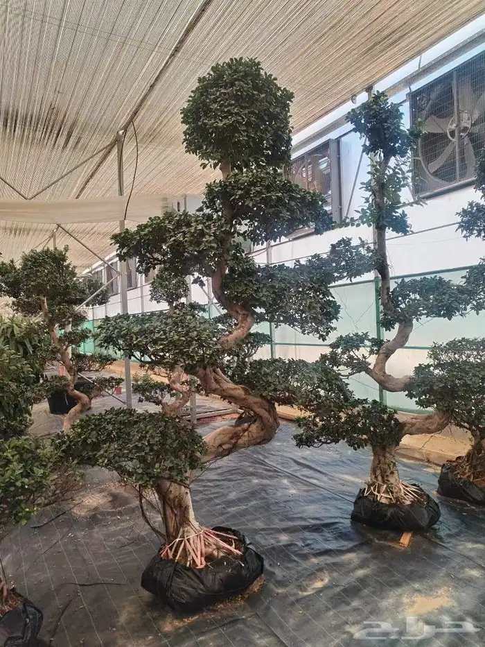 شجر زيتون معمر وفايكس ميكروكاربا بونساي 4