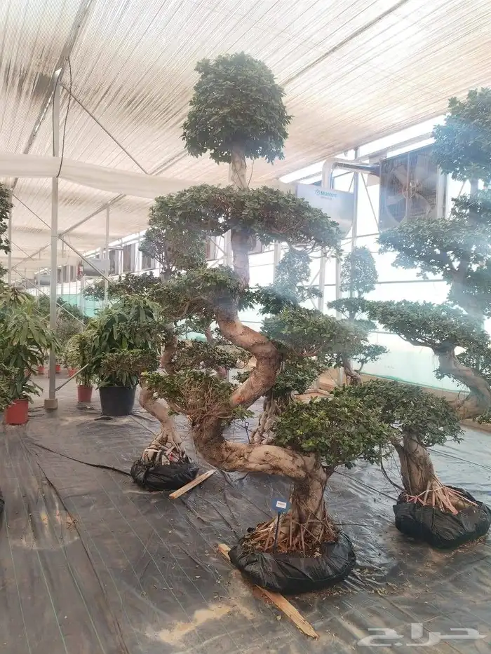 شجر زيتون معمر وفايكس ميكروكاربا بونساي 7