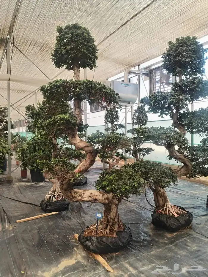 شجر زيتون معمر وفايكس ميكروكاربا بونساي 3