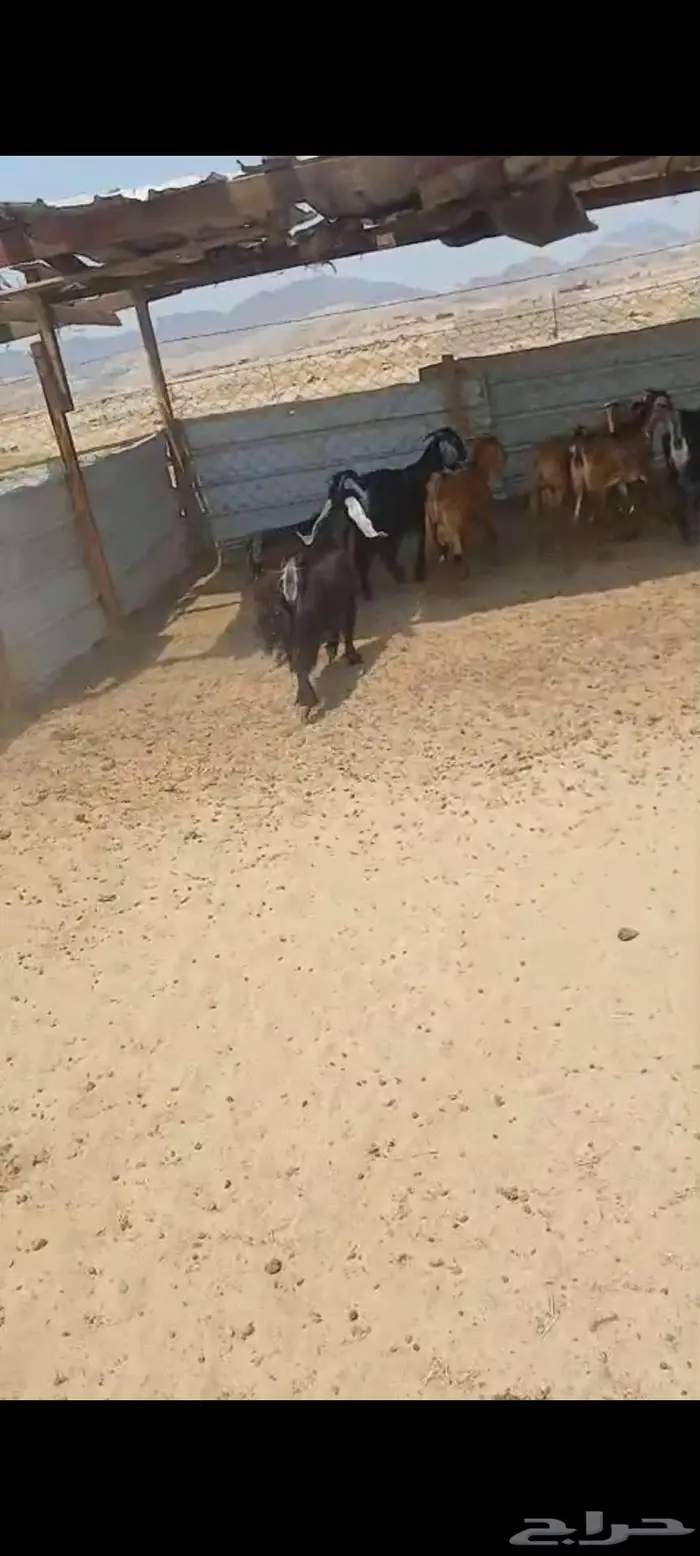 تيوس وجفار شحم وفحل وجفار دفيع 2