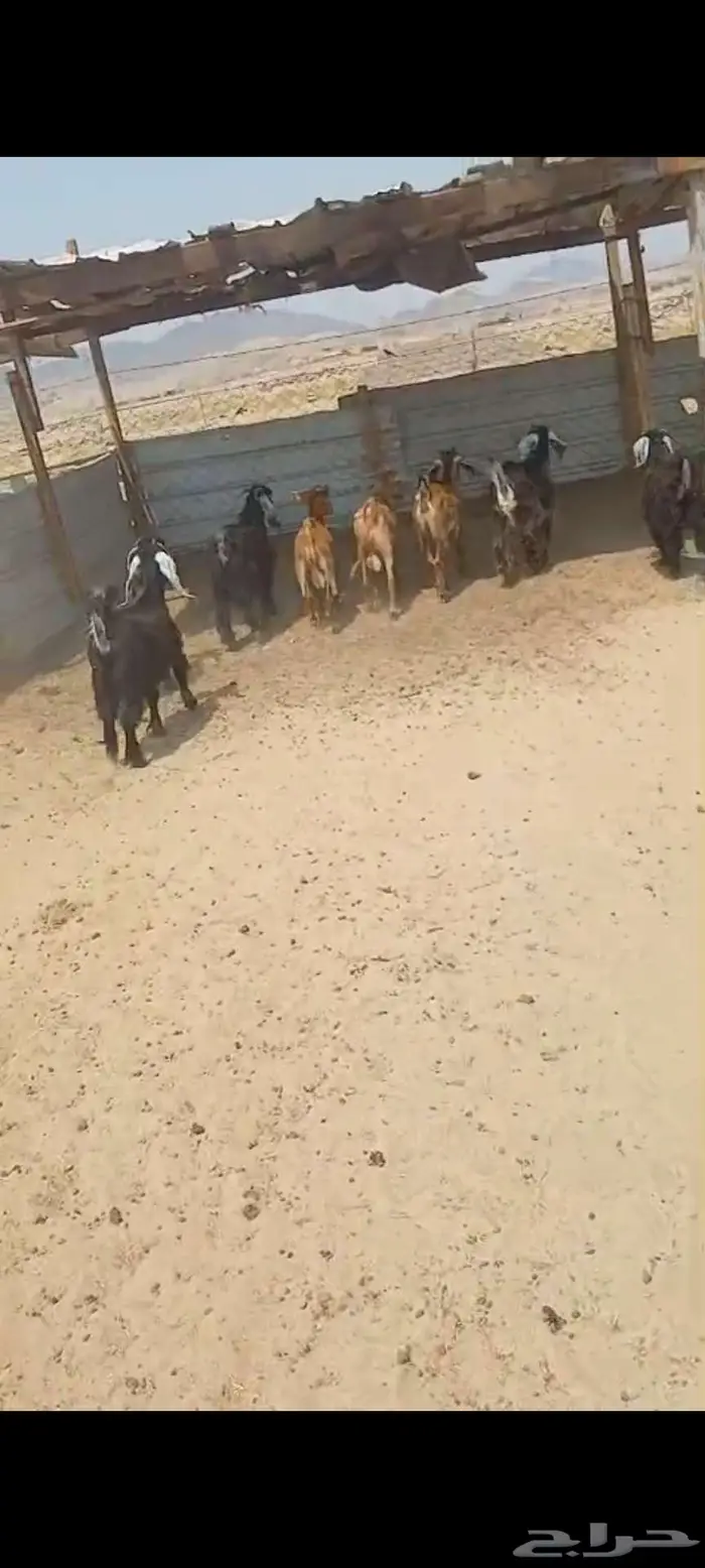 تيوس وجفار شحم وفحل وجفار دفيع 3