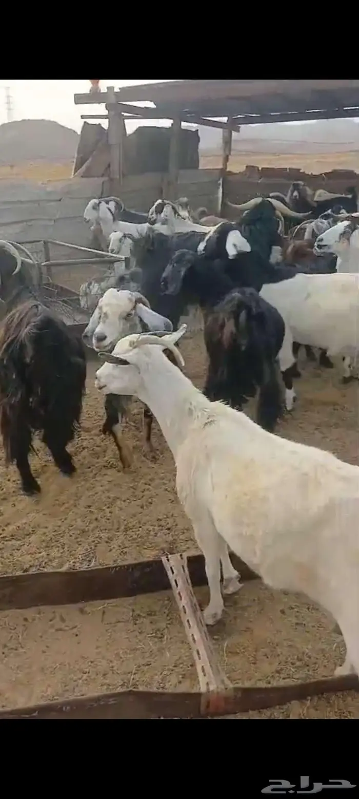 تيوس وجفار شحم وفحل وجفار دفيع 4