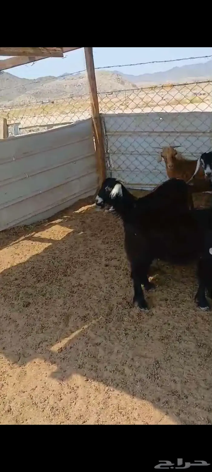 تيوس وجفار شحم وفحل وجفار دفيع 0