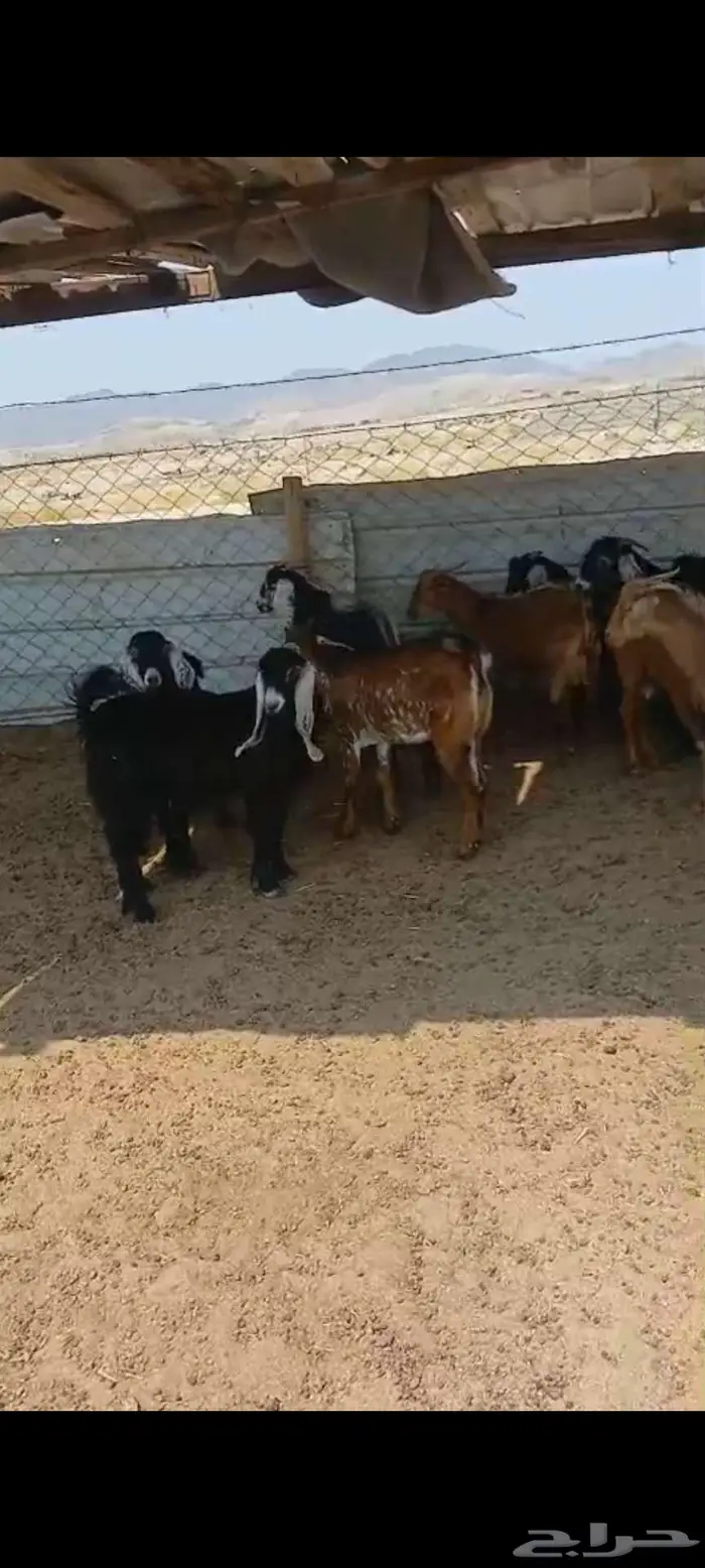 تيوس وجفار شحم وفحل وجفار دفيع 5