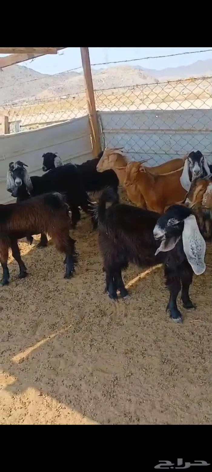 تيوس وجفار شحم وفحل وجفار دفيع 7