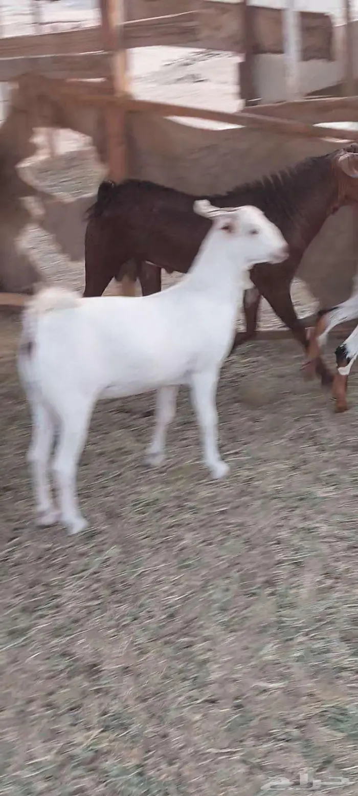 تيوس وجفار شحم وفحل وجفار دفيع 13