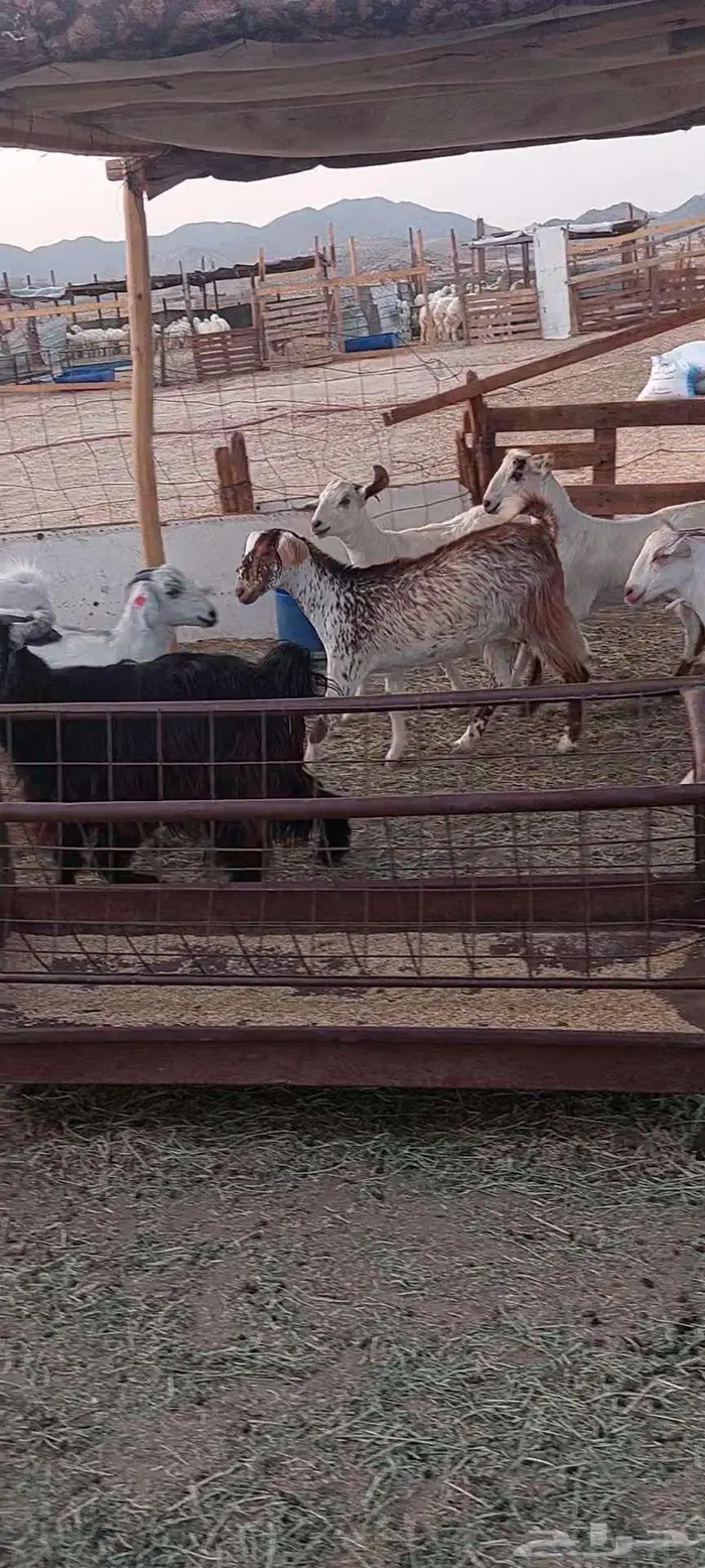 تيوس وجفار شحم وفحل وجفار دفيع 9