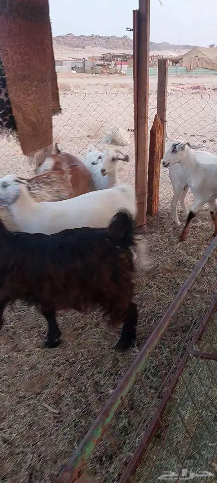 تيوس وجفار شحم وفحل وجفار دفيع 8