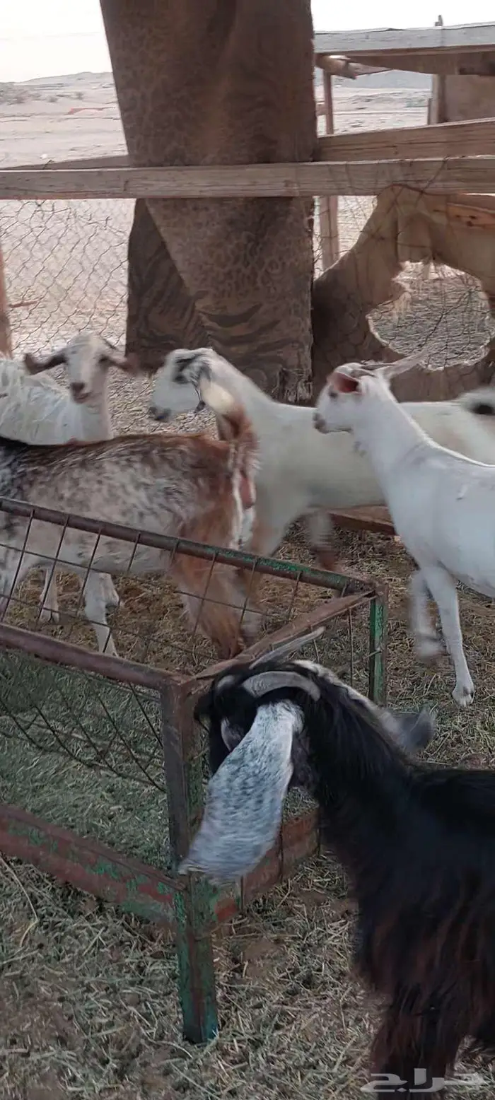 تيوس وجفار شحم وفحل وجفار دفيع 10