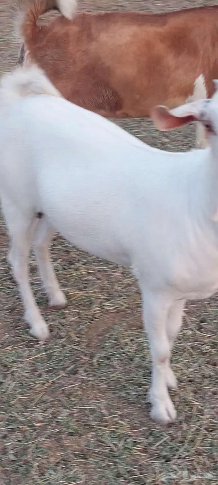 تيوس وجفار شحم وفحل وجفار دفيع 12