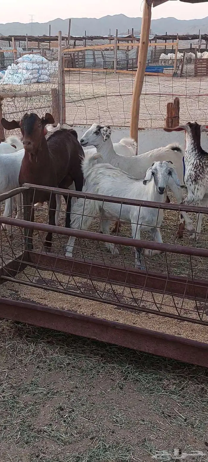 تيوس وجفار شحم وفحل وجفار دفيع 14