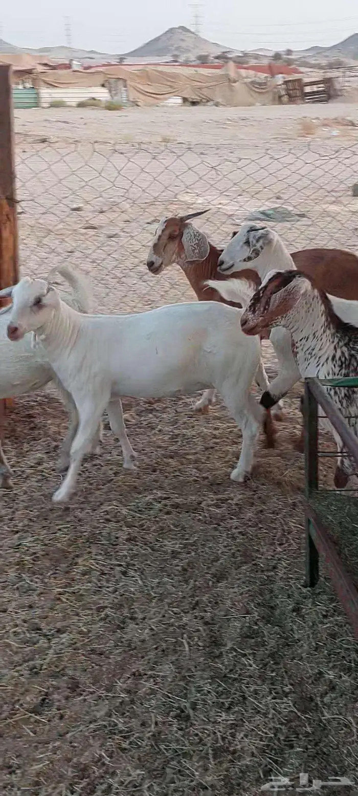 تيوس وجفار شحم وفحل وجفار دفيع 11