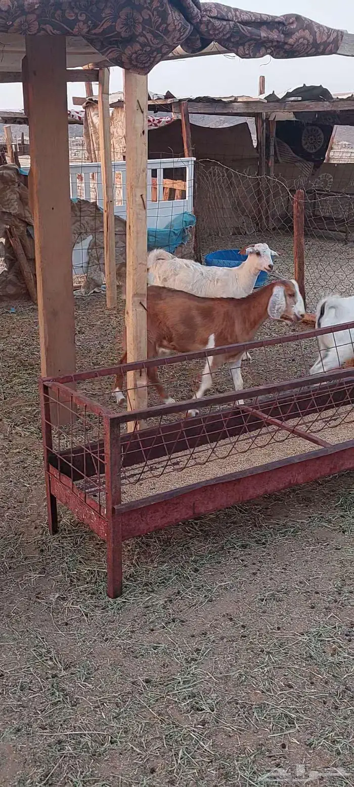 تيوس وجفار شحم وفحل وجفار دفيع 15