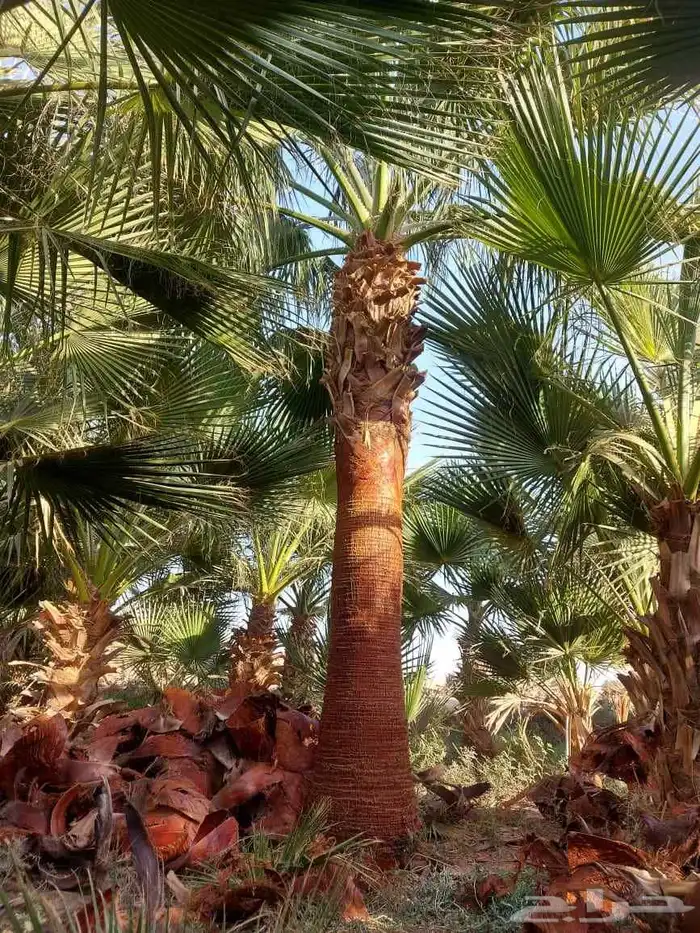 نخل واشنطنيا 0