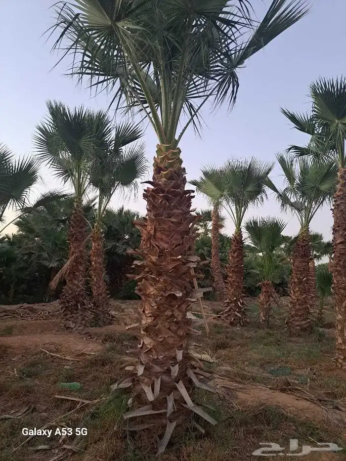 نخل واشنطنيا 1