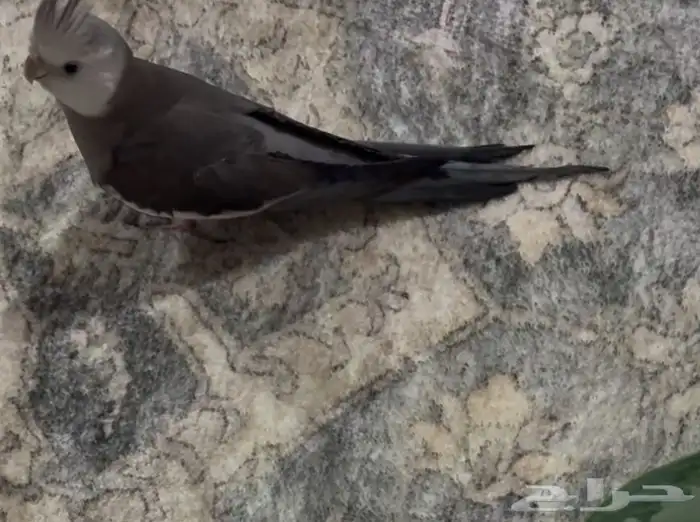 كروان ضايع من يوم الخميس في عودة الي يلقاه له مكافأة مالية 3