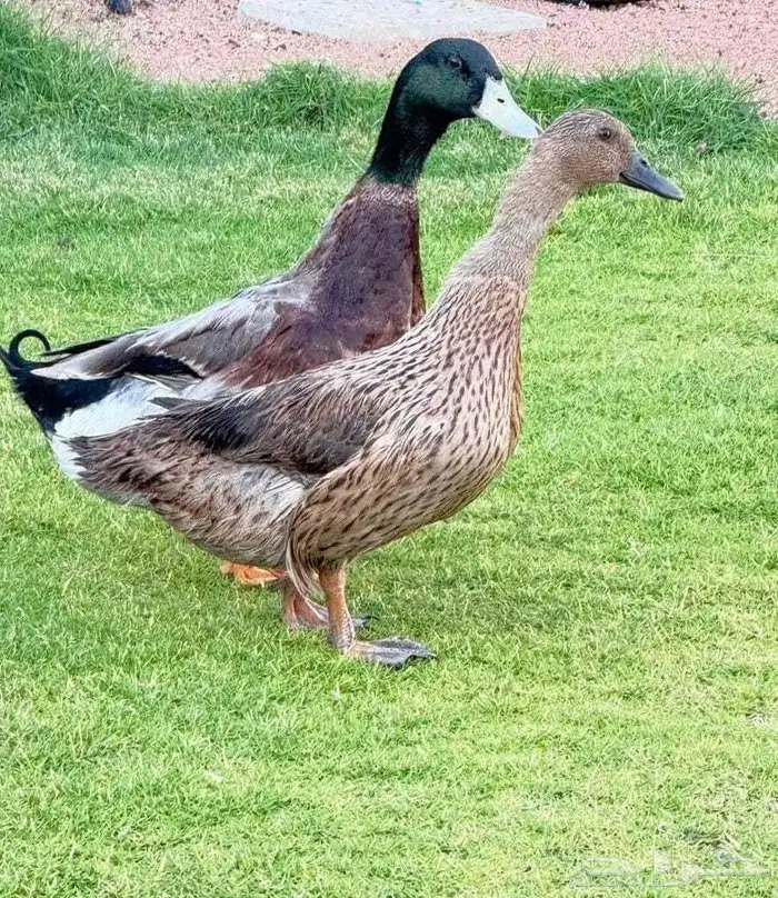 جوز بط شرشر 1