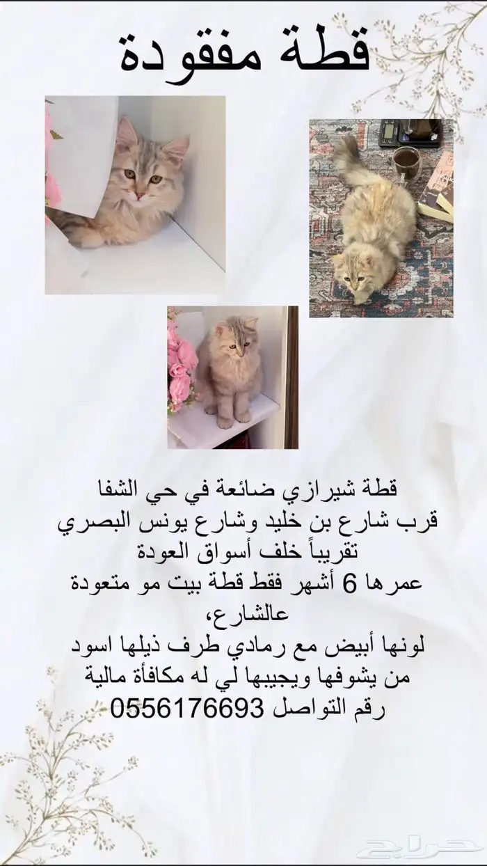 قطه ضايعه بحي الشفا 0