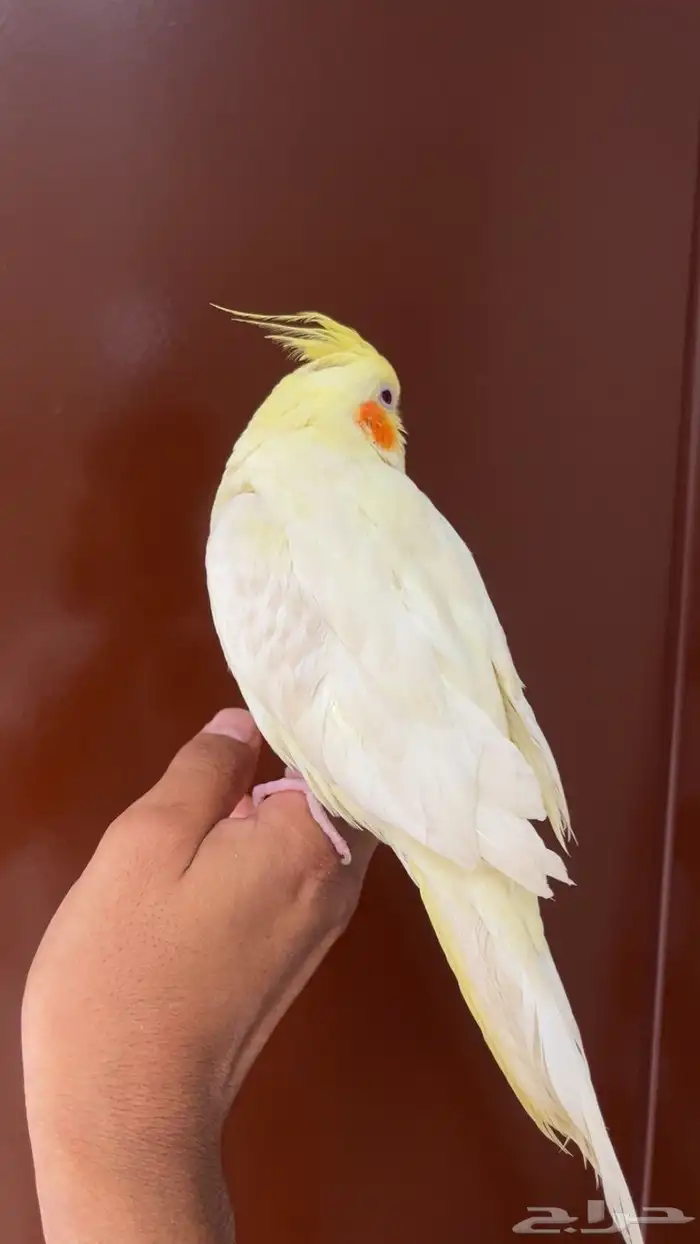 انثى كروان اليفه 1