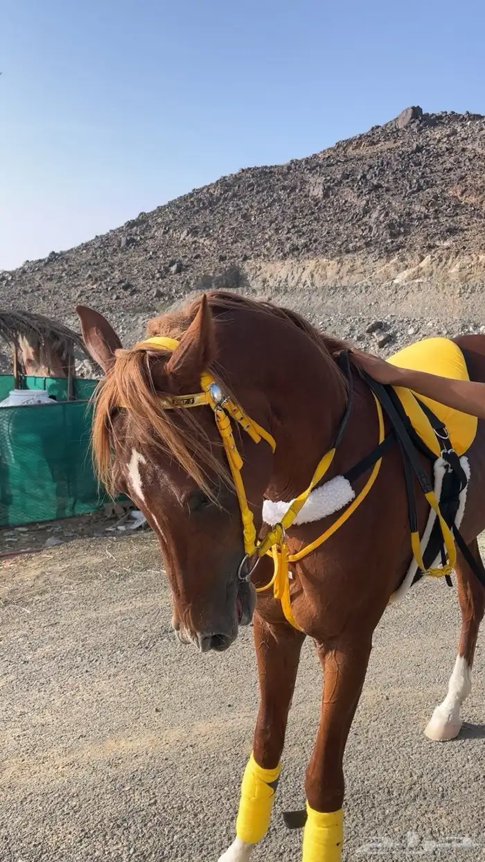 حصان شعبي شيخ 2