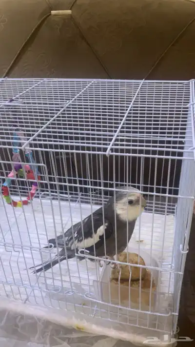 طير كروان index