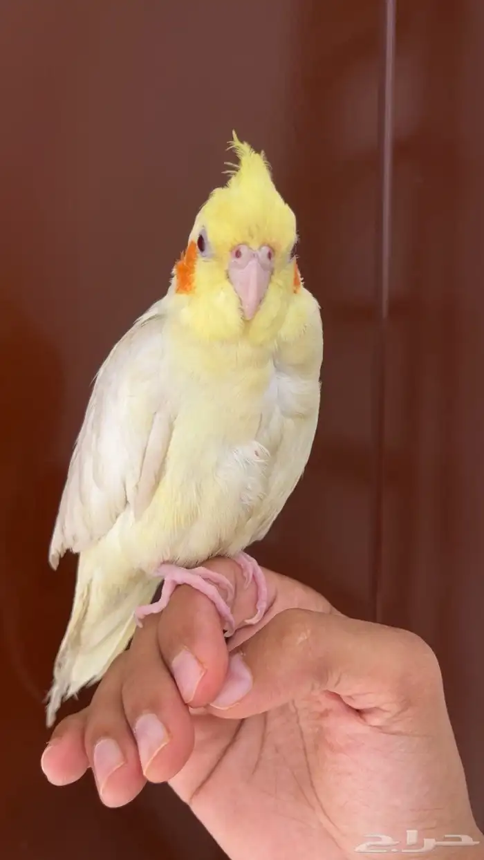 انثى كروان اليفه 0