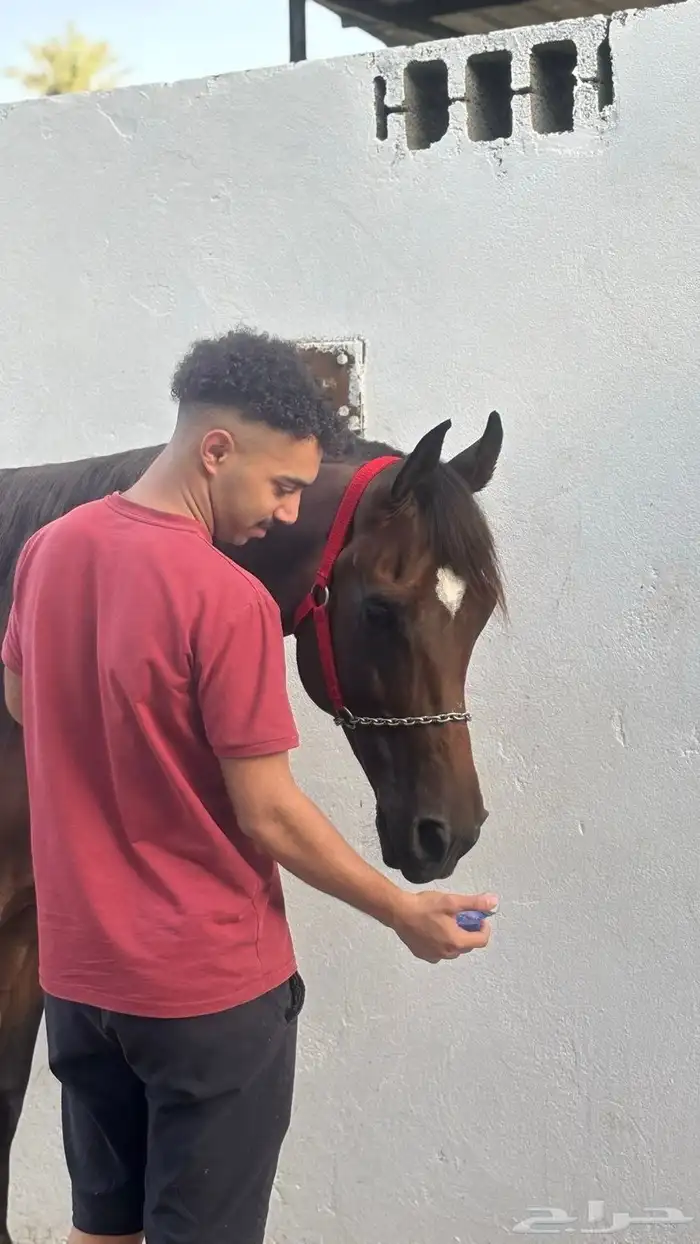 حصان شعبي فاخر 2