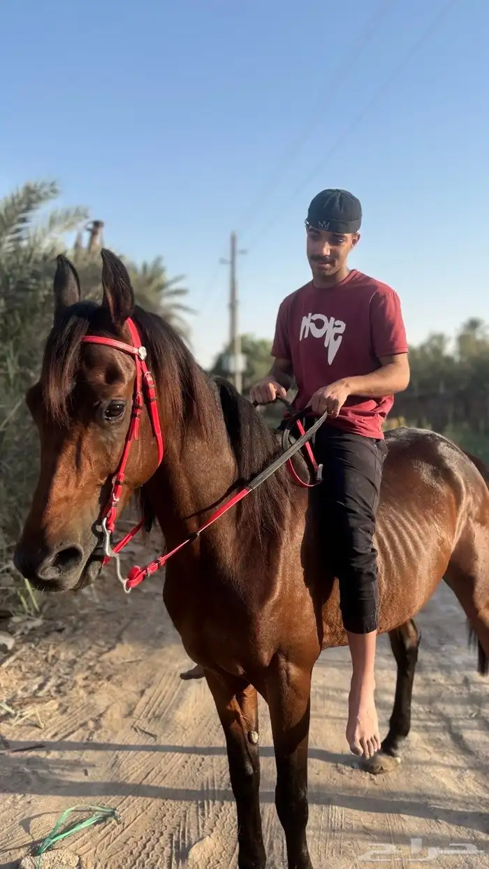 حصان شعبي فاخر 3