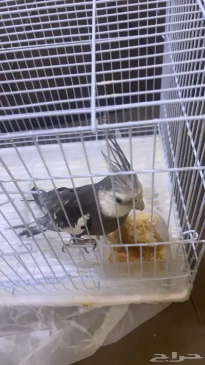 طير كروان index