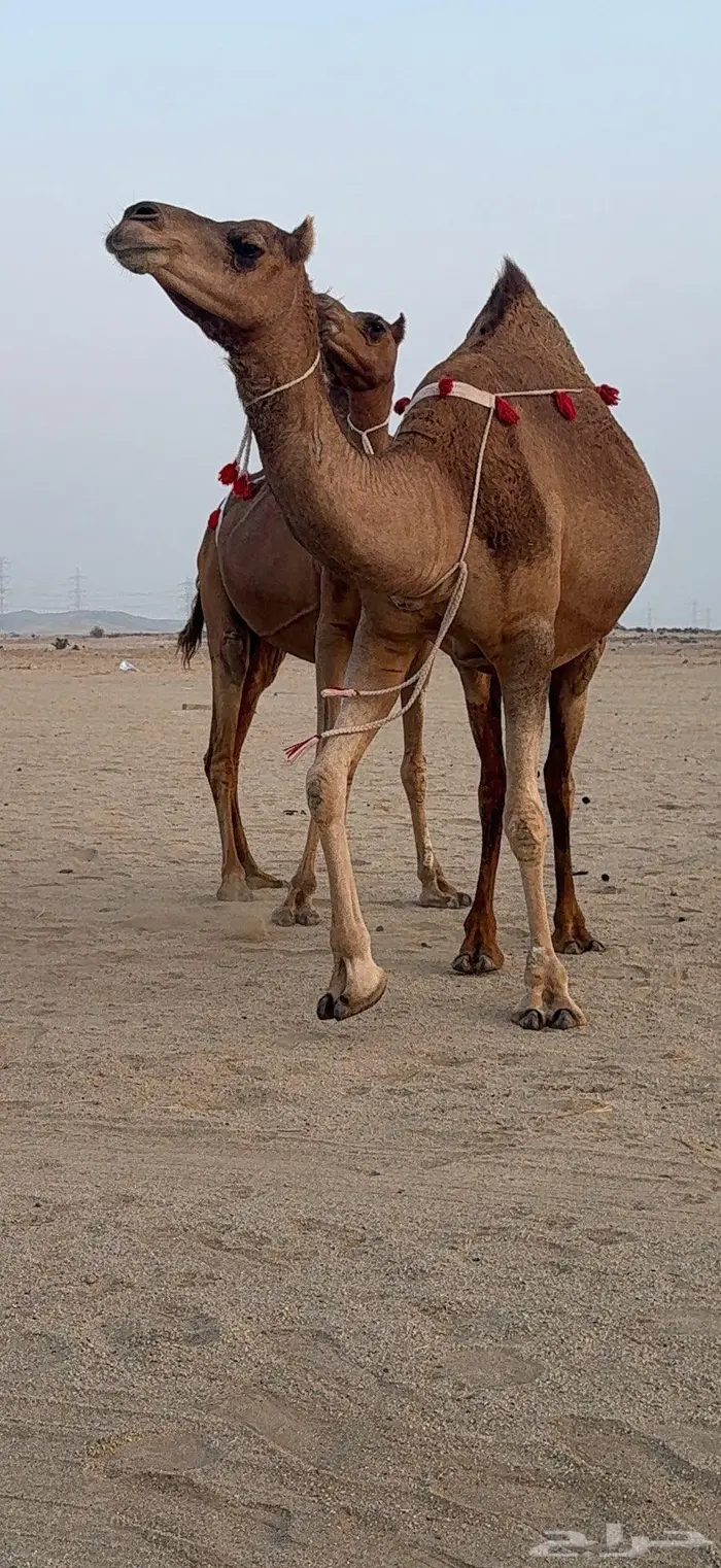 ناقتين مداني حمر سواحل خوات بعض 0