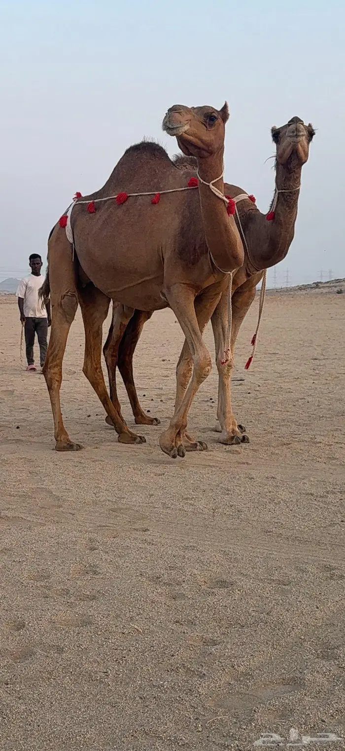 ناقتين مداني حمر سواحل خوات بعض 6