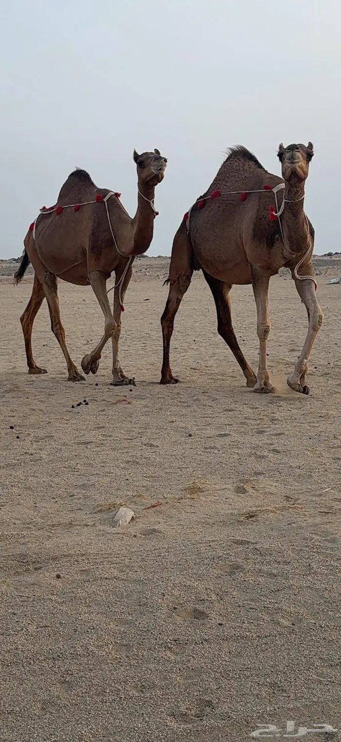 ناقتين مداني حمر سواحل خوات بعض 9