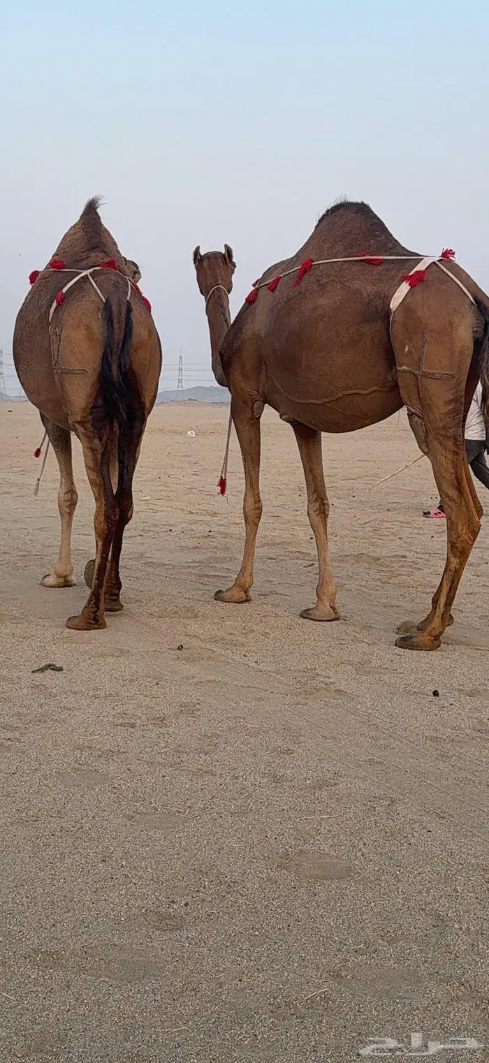ناقتين مداني حمر سواحل خوات بعض 7