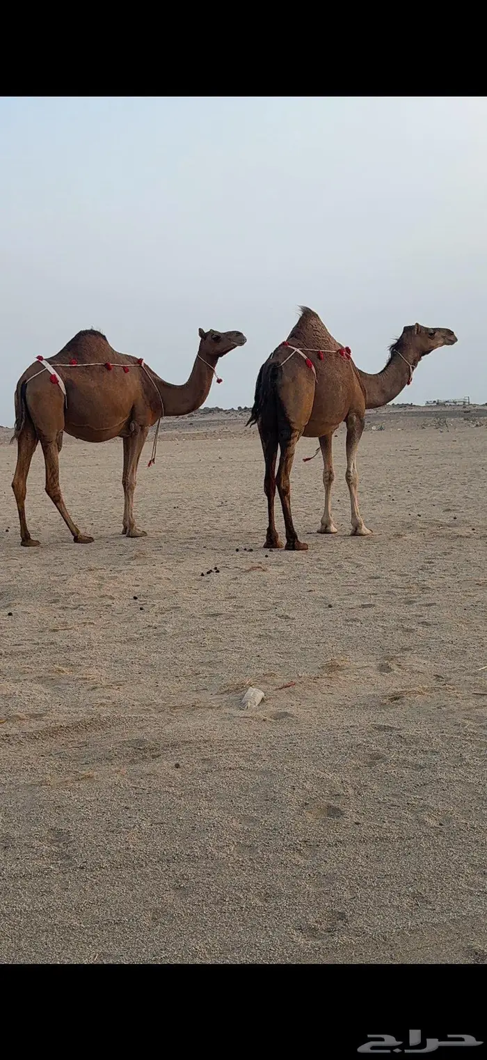 ناقتين مداني حمر سواحل خوات بعض 2