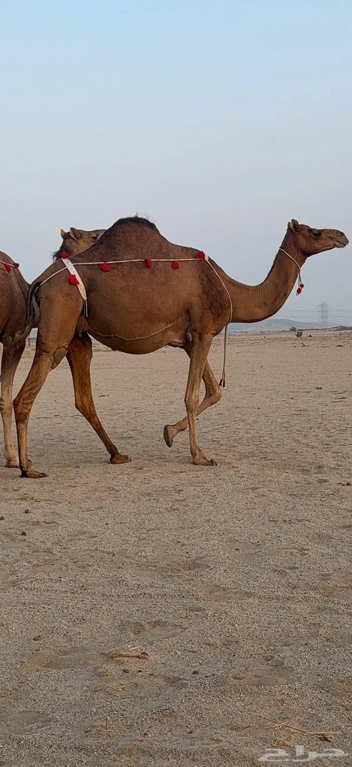 ناقتين مداني حمر سواحل خوات بعض 4