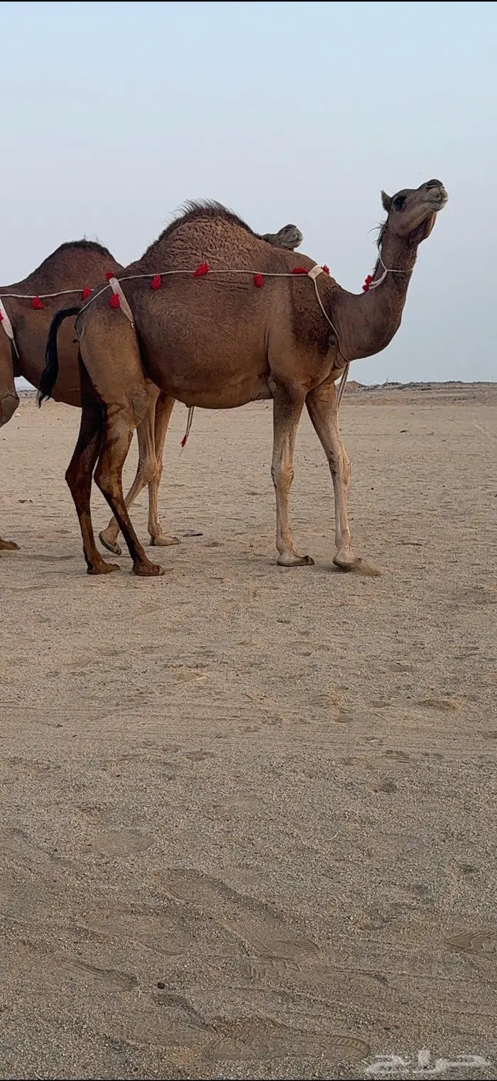 ناقتين مداني حمر سواحل خوات بعض 8