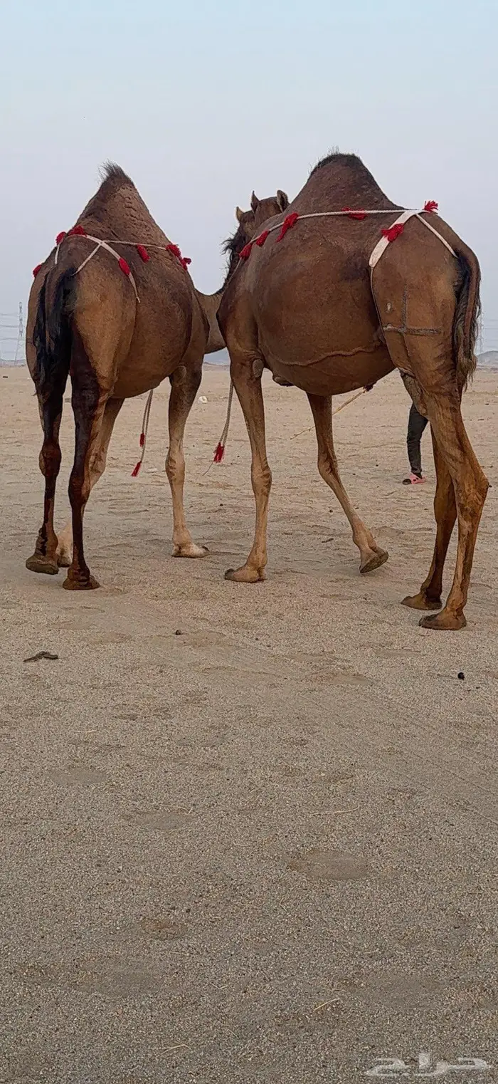ناقتين مداني حمر سواحل خوات بعض 1